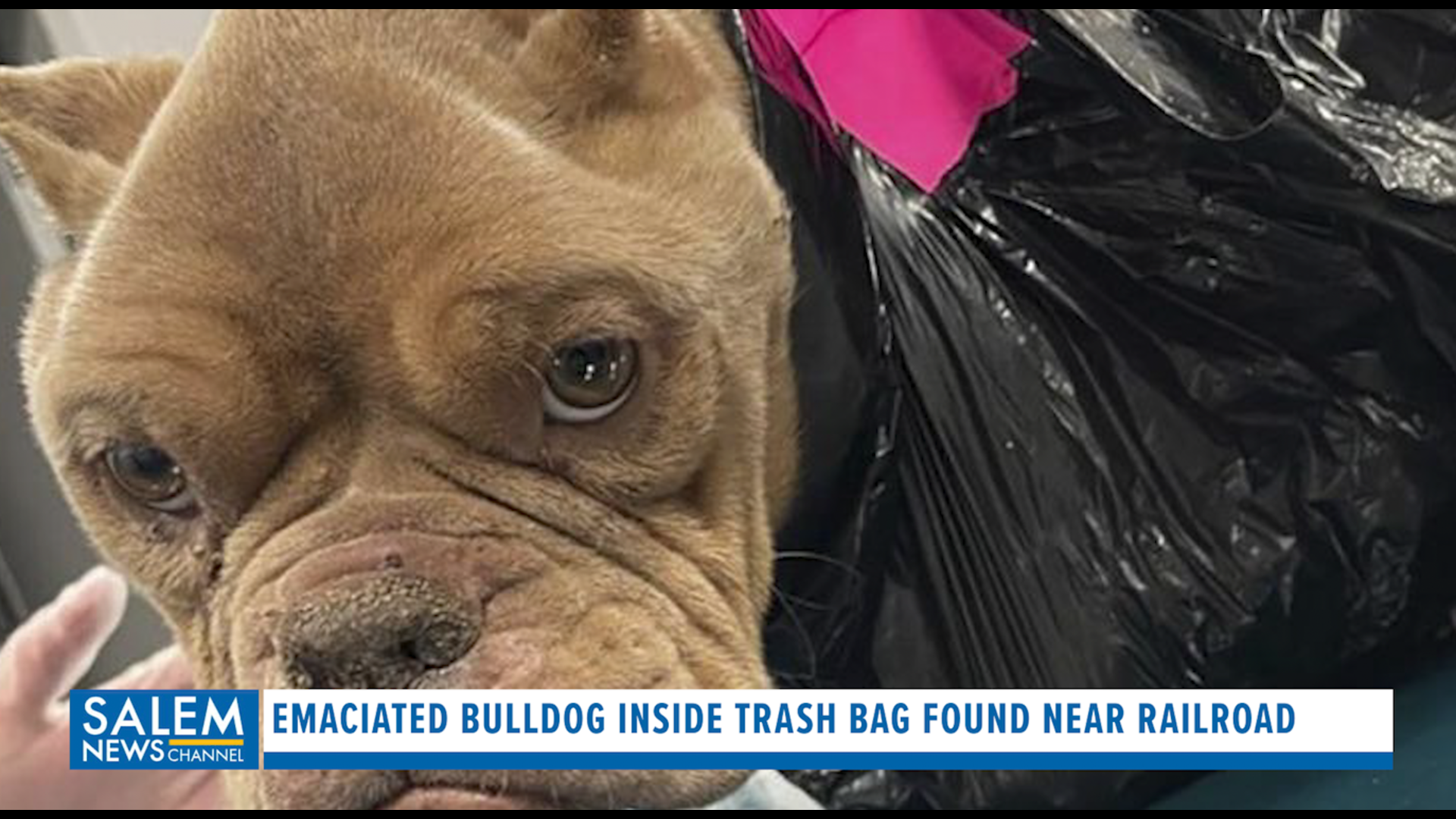 Emaciated bulldog found inside trash bag near Iowa railroad