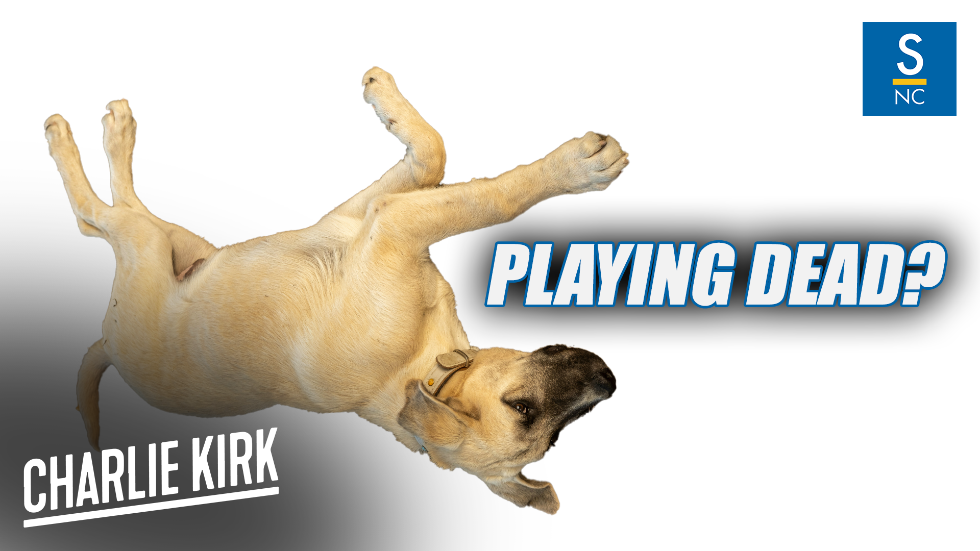 Charlie Kirk: Should the Democrats play dead?